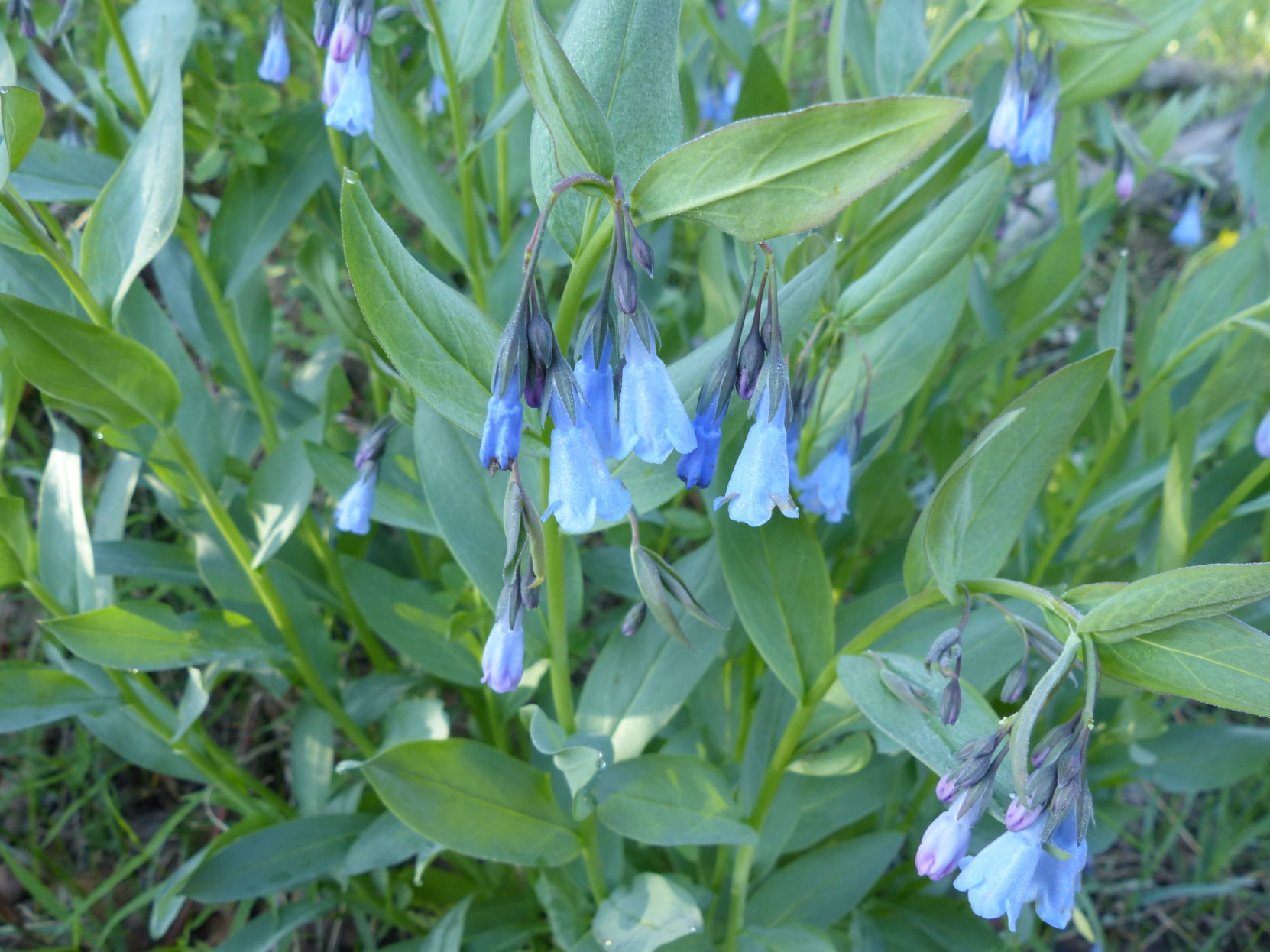 Mountain bluebells